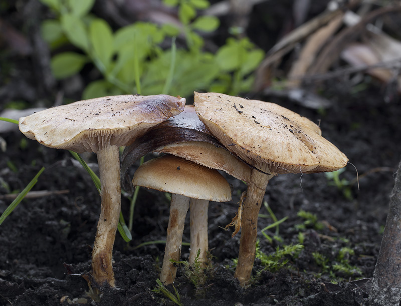 Pholiota conissans